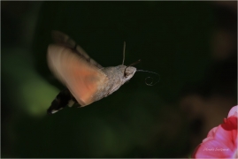<p>DLOUHOZOBKA SVÍZELOVÁ (Macroglossum stellatarum) ---- /Hummingbird hawk-moth - Taubenschwänzchen/</p>